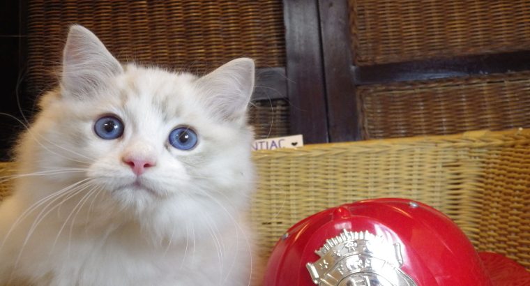 Pontiac Ragdoll fiú 💖💖😍