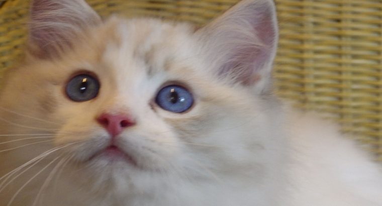 Pontiac Ragdoll fiú 💖💖😍