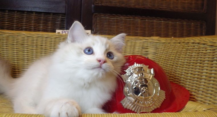 Pontiac Ragdoll fiú 💖💖😍