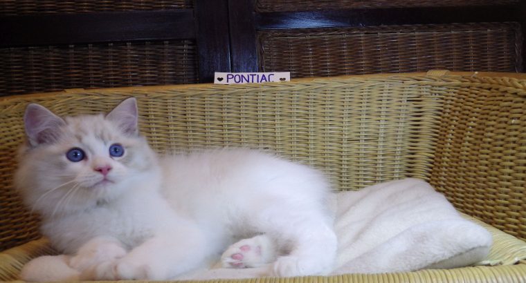 Pontiac Ragdoll fiú 💖💖😍