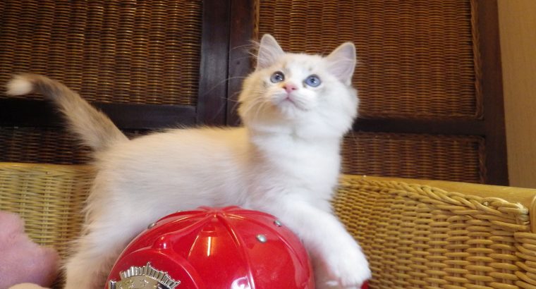 „”Qrasso” Ragdoll Boy! 💖💖😍