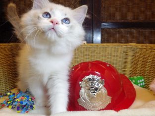 „”Qrasso” Ragdoll Boy! 💖💖😍