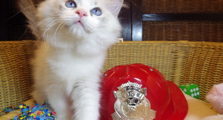 „”Qrasso” Ragdoll Boy! 💖💖😍