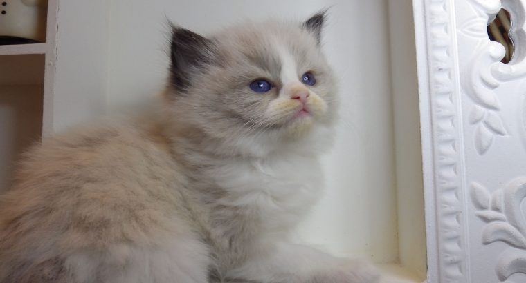 „Radley” Ragdoll lány! 💖💖😍