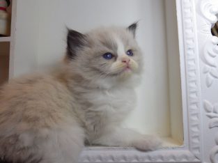 „Radley” Ragdoll lány! 💖💖😍