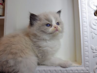 „Radley” Ragdoll lány! 💖💖😍