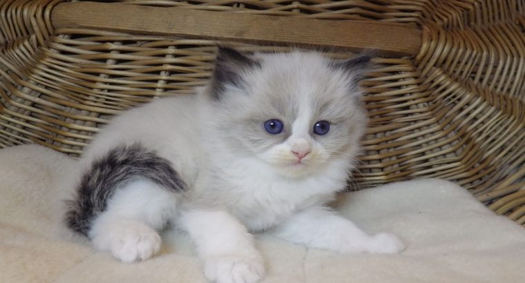 „Radley” Ragdoll lány! 💖💖😍
