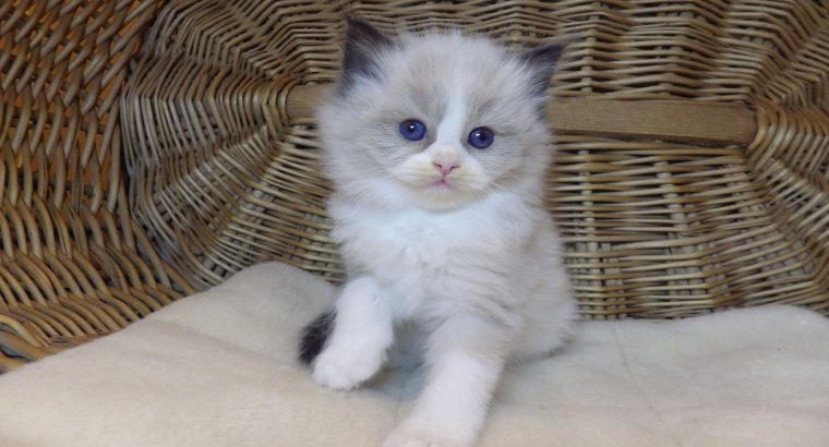 „Radley” Ragdoll lány! 💖💖😍