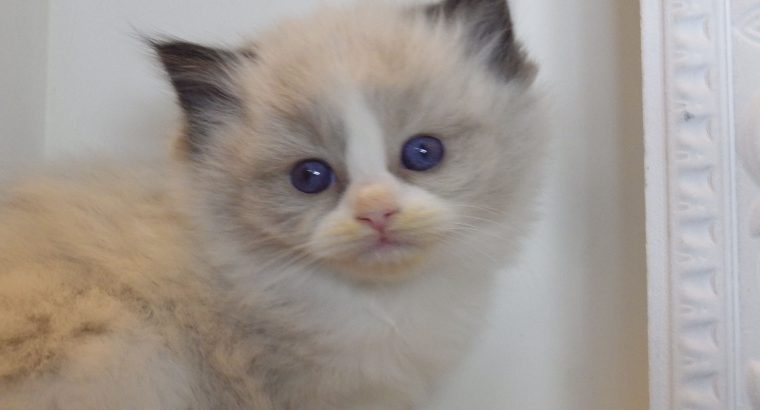 „Radley” Ragdoll lány! 💖💖😍