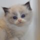 „Radley” Ragdoll lány! 💖💖😍