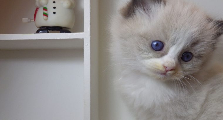 „Radley” Ragdoll lány! 💖💖😍