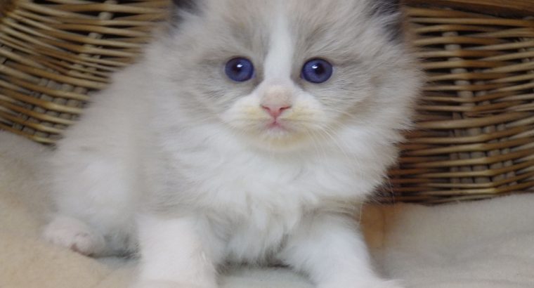 „Radley” Ragdoll lány! 💖💖😍