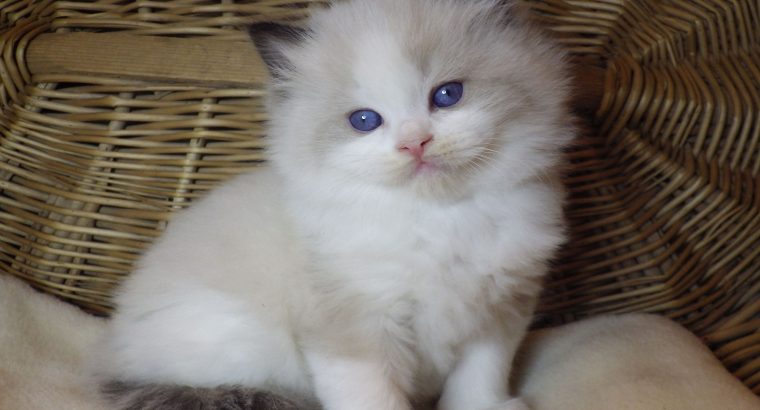 „Roger” Ragdoll Boy! 💖😍😇