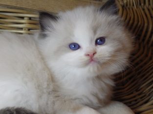 „Roger” Ragdoll Boy! 💖😍😇