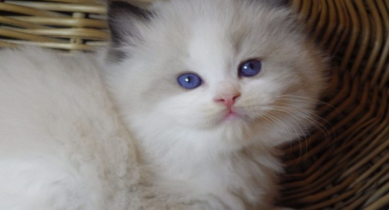 „Roger” Ragdoll Boy! 💖😍😇