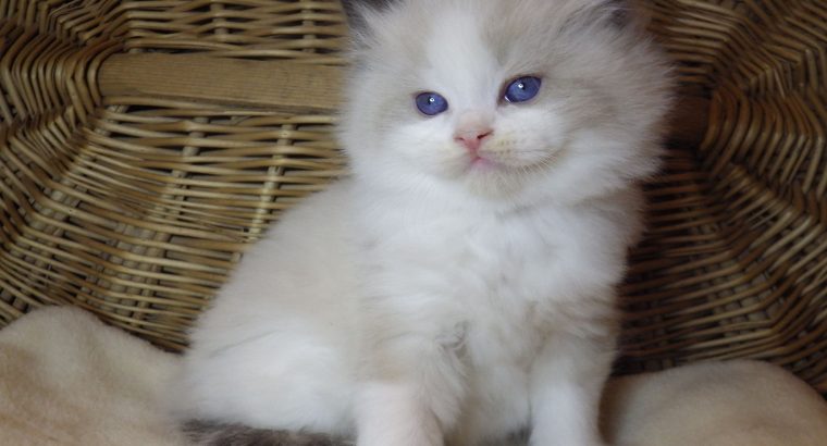 „Roger” Ragdoll Boy! 💖😍😇