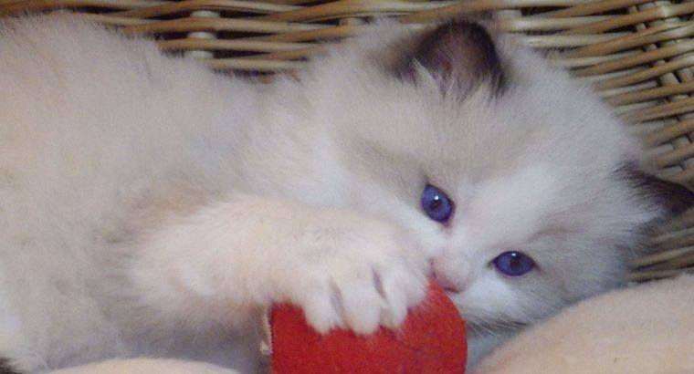 „Roger” Ragdoll Boy! 💖😍😇