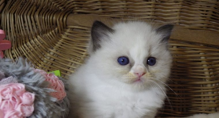 „Tesla” Ragdoll szépség!💖💖😍