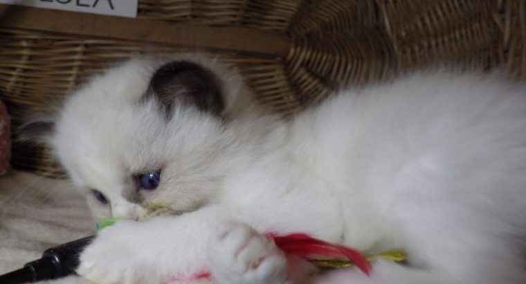 „Tesla” Ragdoll szépség!💖💖😍