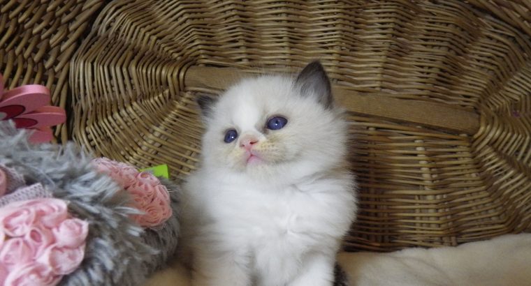 „Tesla” Ragdoll szépség!💖💖😍