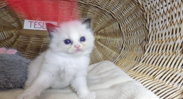 „Tesla” Ragdoll szépség!💖💖😍