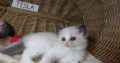 „Tesla” Ragdoll szépség!💖💖😍