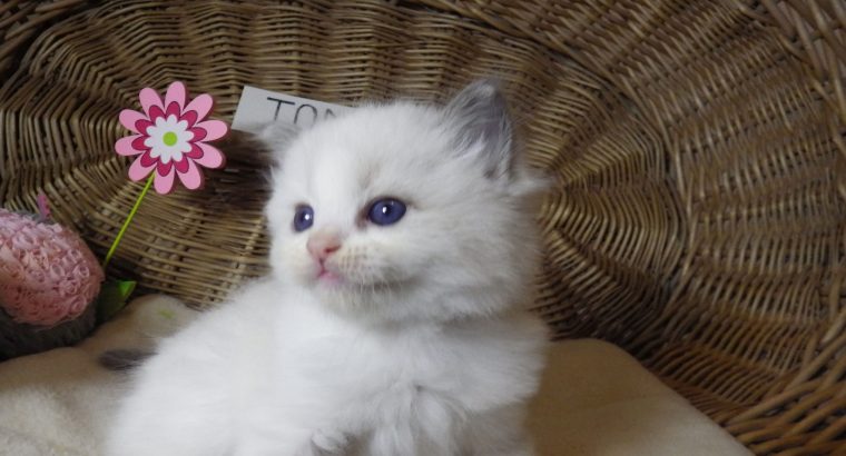 „Tom” Ragdoll Boy 💖😍😇😍