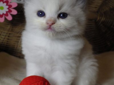 „Tom” Ragdoll Boy 💖😍😇😍