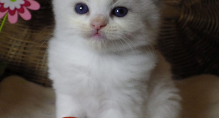 „Tom” Ragdoll Boy 💖😍😇😍