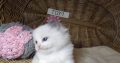 „Tom” Ragdoll Boy 💖😍😇😍