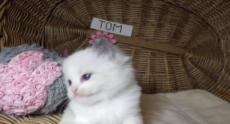 „Tom” Ragdoll Boy 💖😍😇😍