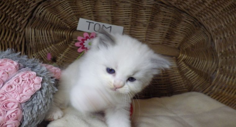 „Tom” Ragdoll Boy 💖😍😇😍