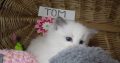 „Tom” Ragdoll Boy 💖😍😇😍