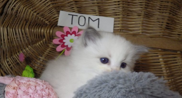 „Tom” Ragdoll Boy 💖😍😇😍
