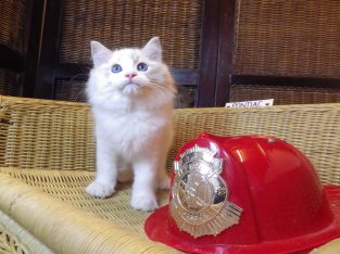 Pontiac Ragdoll fiú 💖💖😍