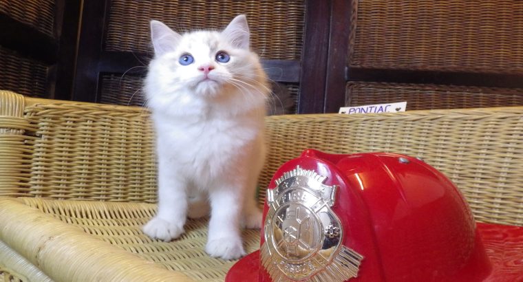 Pontiac Ragdoll fiú 💖💖😍