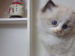 „Radley” Ragdoll lány! 💖💖😍