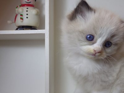 „Radley” Ragdoll lány! 💖💖😍