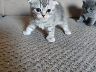 skót lógó fülű hercegnő