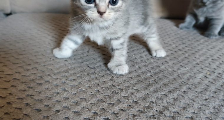 skót lógó fülű hercegnő