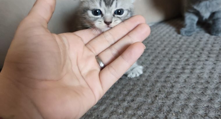 skót lógó fülű hercegnő