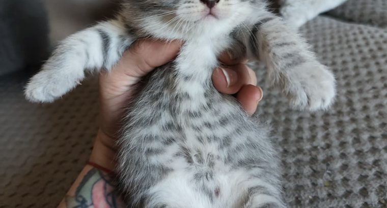 skót lógó fülű hercegnő