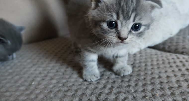 Tündéri Skót lógó fülű kandúr