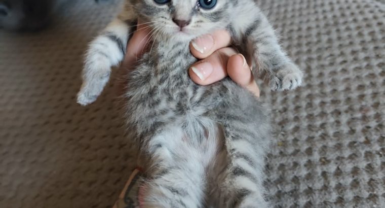 Tündéri Skót lógó fülű kandúr