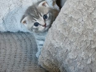 Tündéri Skót lógó fülű kandúr