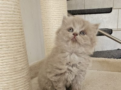 Colorful Universe Monty