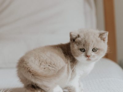 CELINE, a csodás brit hercegnő