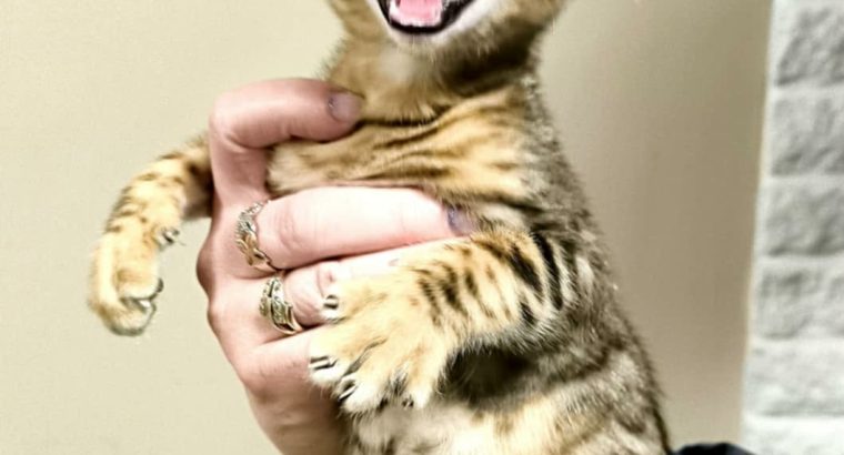 Márciustól repülhetem hozzád