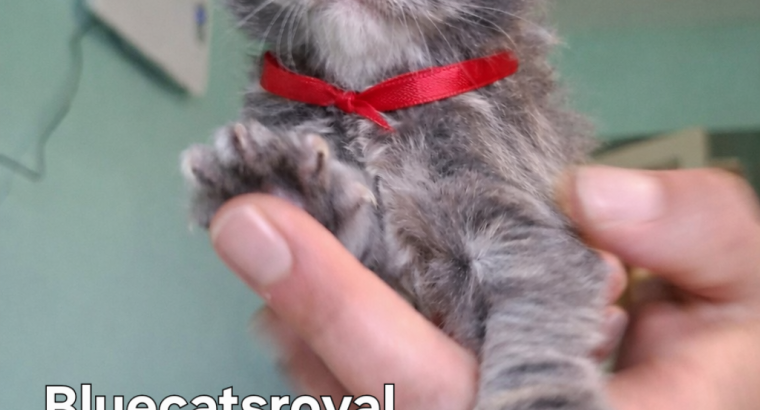 Bluecatsroyal Belle