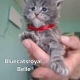 Bluecatsroyal Belle